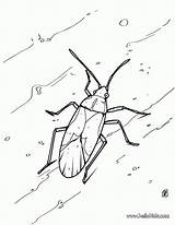 Grasshopper Ant sketch template
