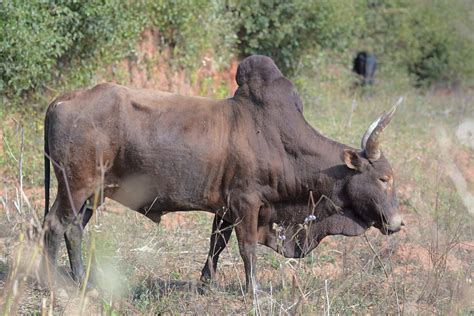 zebu cattle zeboe  bultrund bos primigenius indicus  flickr