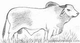 Bull Brahman Entirely sketch template