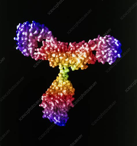 antibody stock image p science photo library