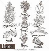 Herbs Coloring Herb Pages Thyme Shutterstock Herbal Culinary Illustration Pic Set Drawings Drawing Choose Board Sketches Save Vector Stock Lightbox sketch template