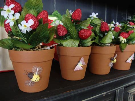 grow strawberries   pot plant instructions