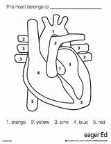 Heart Human Color Number Anatomical Coloring Worksheet Anatomy Pages Worksheets Preschool Numbers Body Diagram Printable Printables Activities Kids Organs Teachers sketch template