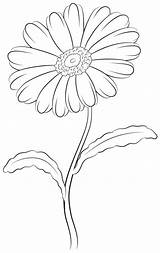 Drawing Daisy Draw Flower Visit Drawings Step sketch template
