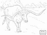 Coloring Longhorn Getcolorings sketch template