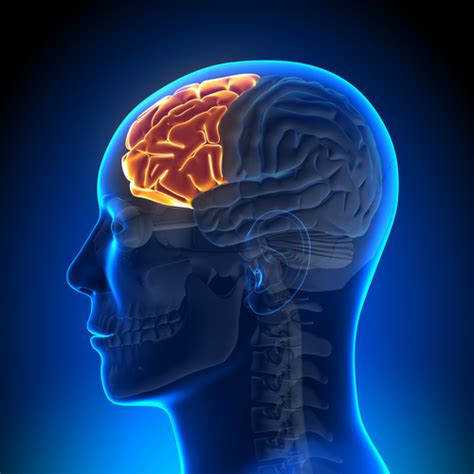 what does the frontal lobe do new health advisor