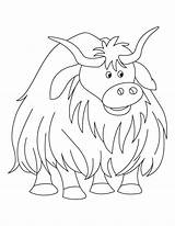 Coloring Yak Pages Cow Highland Kids Colouring Large Voluminous Clipart Animal Huge Sheets Bestcoloringpages Printable Color Sheet Template Yaks Print sketch template
