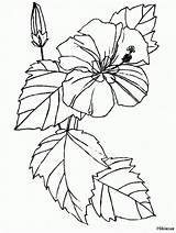Coloring Pages Hawaiian Flowers Printable Popular sketch template