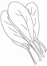 Spinach Coloring Pages Drawing Leaf Kids Vegetable Printable Getdrawings Getcolorings Leaves Vegetables Template sketch template