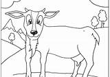 Coloring Goat Cute Pages Sheets Popular Library Clipart Coloringhome sketch template