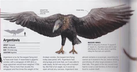 largest flying bird   lived pics