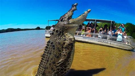 biggest crocodiles   world youtube