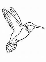 Ptica Bojanke Oiseaux Ptice Uccelli Nazad Gifgratis Decu Prend sketch template