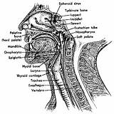 Anatomy Nasopharynx Pharynx Larynx Respiratory Upper Cartilage Thyroid Nasal Bone Cavity Chin Uvula Under Palatine Tonsil Hyoid Ent Posterior Nerve sketch template
