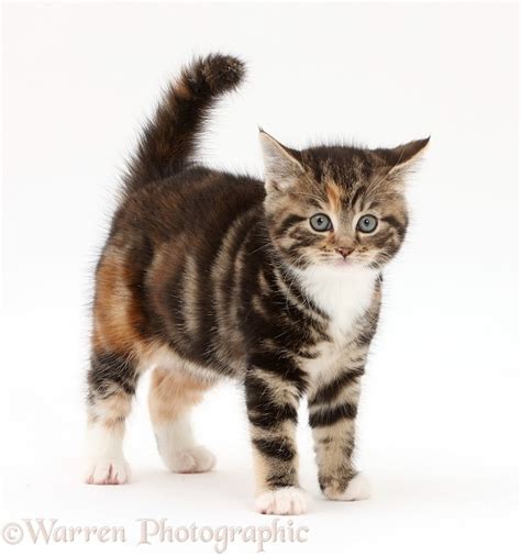 shocked looking tabby kitten photo wp43208