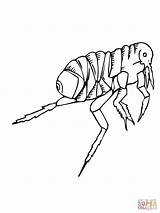 Colorear Pulce Pulgas Pulga Insectos Flea sketch template