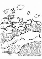 Ozean Ausmalbilder Coloring4free Ausmalbild Starfish Letzte Momjunction sketch template