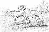 Dogs Coloring Pointer Pages Dog Hound Color Breed sketch template