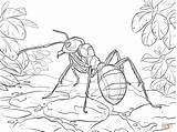 Coloring Ant Pages Ants Wood Red Printable Supercoloring Picnic Elegant Drawing Davemelillo Popular sketch template