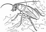 Cockroach Coloring Pages sketch template