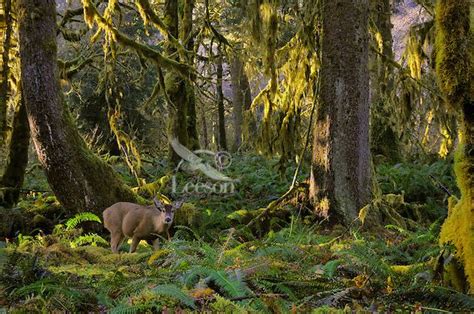 black tailed deer  olympic national park