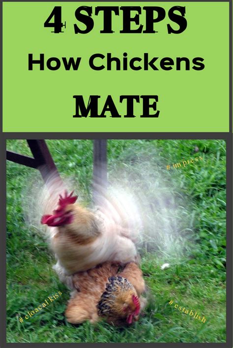 how do chickens mate 1 — types of chicken
