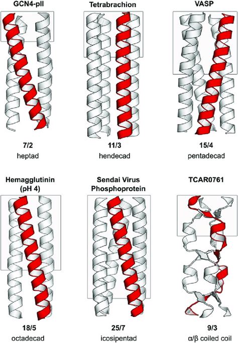 coiled coil structures   periodicities top row   scientific diagram