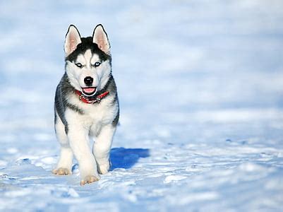 slika pas zivotinja haski snijeg zima hladno vremenska
