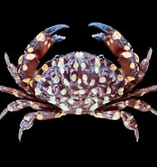 Afbeeldingsresultaten voor "vellodius Etisoides". Grootte: 174 x 185. Bron: www.crabdatabase.info