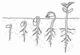 Seed Germination sketch template