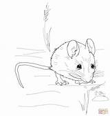 Coloring Pages Mouse Mice Cute Wood Harvest Drawing Easy Color Outline Mickey Drawings Getdrawings Popular Printable sketch template