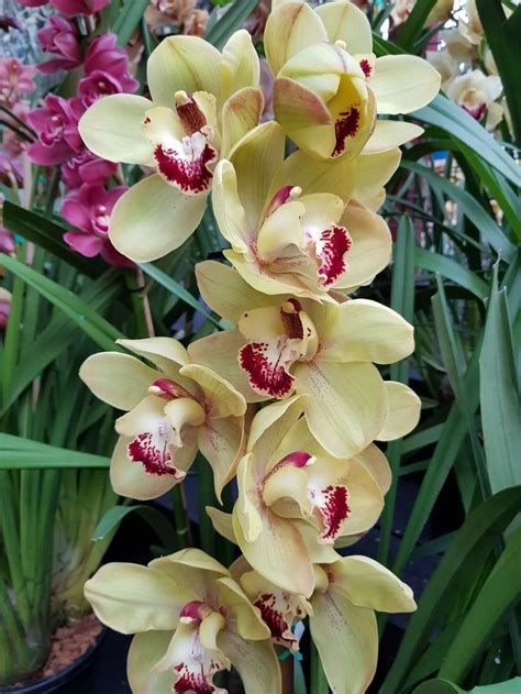epingle par alice duong sur orchids collection orchidee