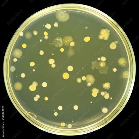 colonies  bacteria  air   petri dish  plate isolated