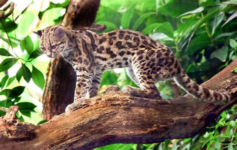 the margay a beautiful wild cat of central and south america owlcation