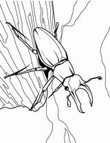 Kolorowanka Owady Kolorowanki Insect Insects Druku Children Dzieci 24a Malowanki Beetle Stag Kleurplaten żuk Duizendpoot Kleurplaat Owadami sketch template