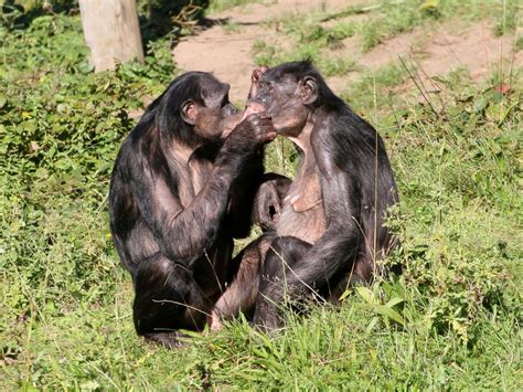 why do female bonobos have more sex with each other than with males medication junction