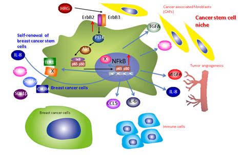 possible erbb nf κb pathways in breast cancer stem cells for