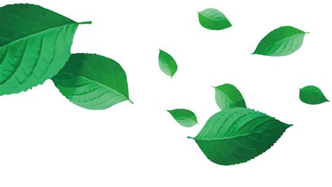 green leaf vector clipart   cliparts  images