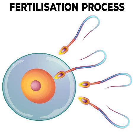 understanding  process  fertilisation apollo cradle