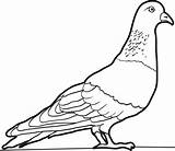 Pigeon Pages Coloring Color Printable Kids sketch template