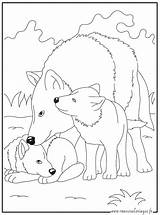 Loups Loup Coloriages Colorier Garou Rigolo Buzz2000 Inscrivez sketch template