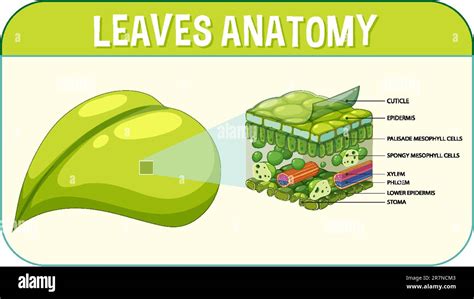 internal structure  leaf diagram illustration stock vector image art alamy
