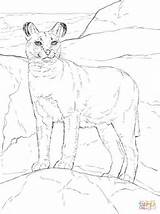 Coloring Caracal Pages Printable Drawing sketch template