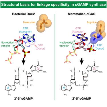 structural basis   catalytic mechanism  dncv bacterial homolog