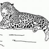 Teens Getcolorings Jaguar Insertion Codes sketch template