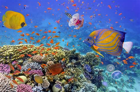 scientists  battling  save  worlds coral reefs earthcom