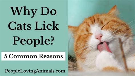 Why Do Cats Lick People 5 Reasons Why Cats Lick Their Owners Why Do