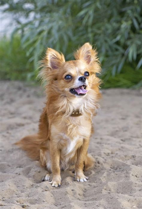 breed chihuahua highland canine professional dog training solutions