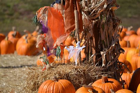 scarecrows fall pumpkins scarecrow fall colors