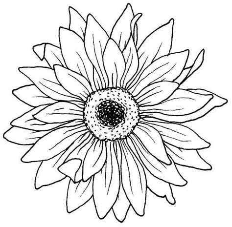 daisy coloring pages  adults patricia sinclairs coloring pages